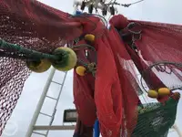 Ọkọ̀ tí ó mú ẹja fún tà