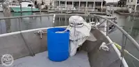 Ọkọ̀ tí ó mú ẹja fún tà