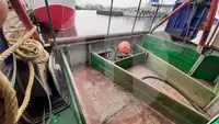 Ọkọ̀ ojú omì fún iṣẹ́ gbigbé àwọn ẹja fún tà