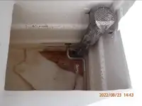 Ọkọ̀ tí ó mú ẹja fún tà