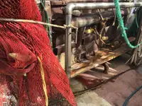 Ọkọ̀ tí ó mú ẹja fún tà