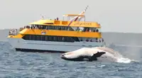 Catamaran fún tà
