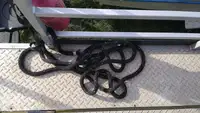 Ọkọ̀ ojú omi tí ó mú àwọn ìkọ́kọ̀ fún tà