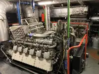 Olopobobo ti ngbe fun tita